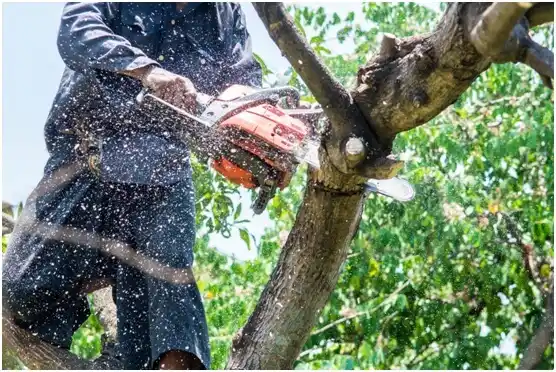 tree services Surfside Beach